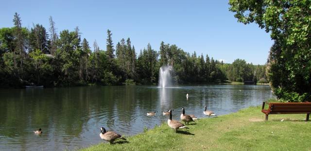 bowness park geese duck pond 